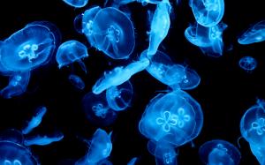 Jellyfish Underwater Blue HD wallpaper thumb
