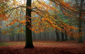 Landscape, Nature, Fall, Mist, Forest, Trees, Leaves, Sunlight wallpaper thumb
