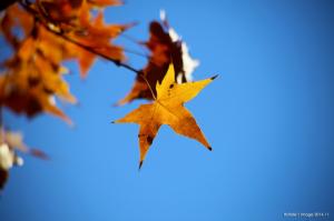 Maple Leaves, Nature, Leaves, Fall, Depth Of Field wallpaper thumb