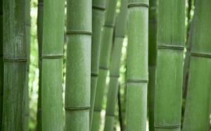 Bambus wallpaper thumb