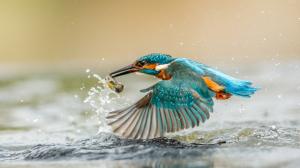 Kingfisher catching fish, wings, water splashes, drops wallpaper thumb