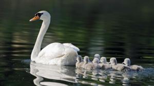 White swans, mother, children, pond wallpaper thumb