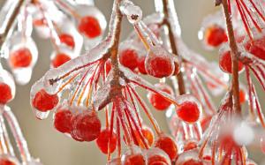 Red berries ice cold winter wallpaper thumb