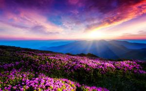 Purple flowers, sky, clouds, sunset, rays, mountains wallpaper thumb