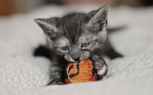 Cute kitten play toy wallpaper thumb