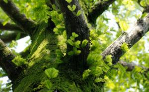 Tree trunk, leaves, moss wallpaper thumb