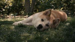 Akita Dog Sleep On The Grass High Definition Nature s wallpaper thumb