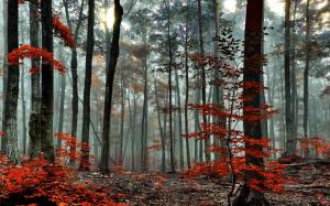 Forest, trees, autumn, fog, morning wallpaper thumb