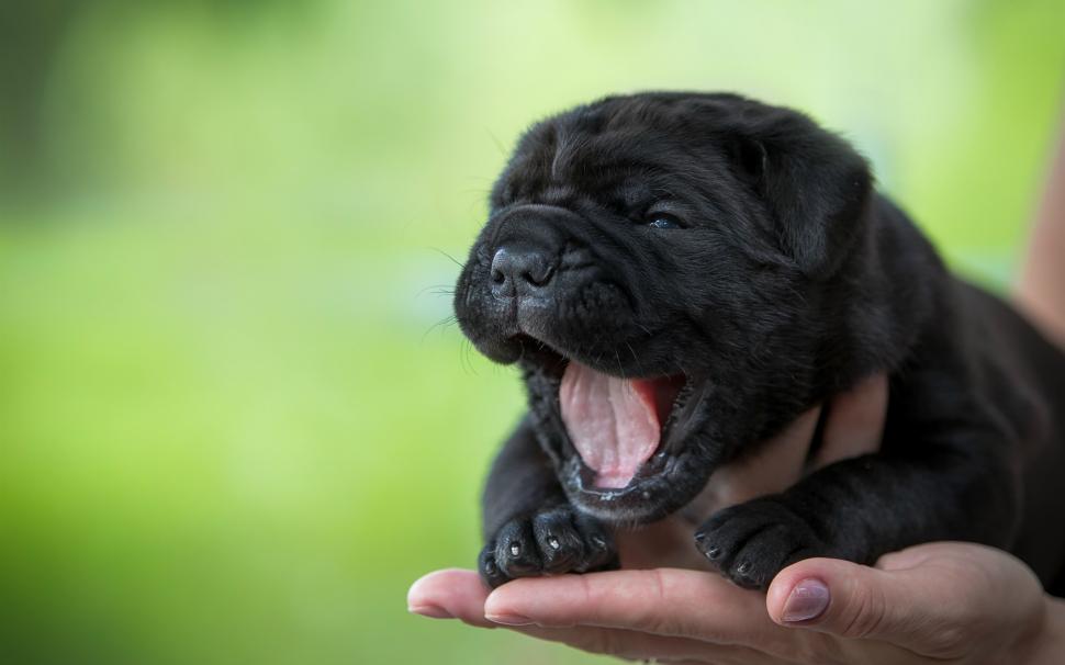 Cute puppy, yawning, black dog, hand wallpaper,Cute HD wallpaper,Puppy HD wallpaper,Yawning HD wallpaper,Black HD wallpaper,Dog HD wallpaper,Hand HD wallpaper,2560x1600 wallpaper