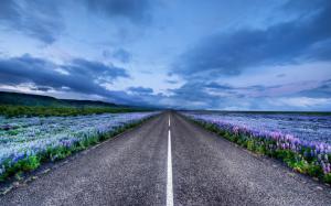 Iceland Road Meadow Flowers Lupine Clouds HD wallpaper thumb