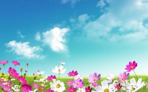Chamomile, pink, white, green grass, sky, desktop wallpaper thumb
