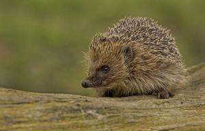 Hedgehog wallpaper thumb