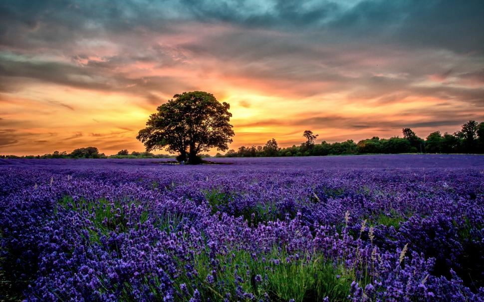 Purple lavender fields, scenery, sunset, flowers wallpaper,Purple HD wallpaper,Lavender HD wallpaper,Fields HD wallpaper,Scenery HD wallpaper,Sunset HD wallpaper,Flowers HD wallpaper,2560x1600 wallpaper