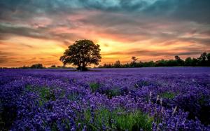 Purple lavender fields, scenery, sunset, flowers wallpaper thumb