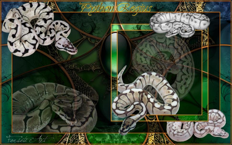 Python Invasion wallpaper,reptile HD wallpaper,nature HD wallpaper,widescreen HD wallpaper,python HD wallpaper,animal HD wallpaper,snake HD wallpaper,animals HD wallpaper,1920x1200 wallpaper