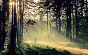 Beautiful nature, morning, trees, sun rays, road wallpaper thumb