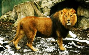 Lion King wallpaper thumb