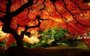 Nature, Red Leaves, Red wallpaper thumb