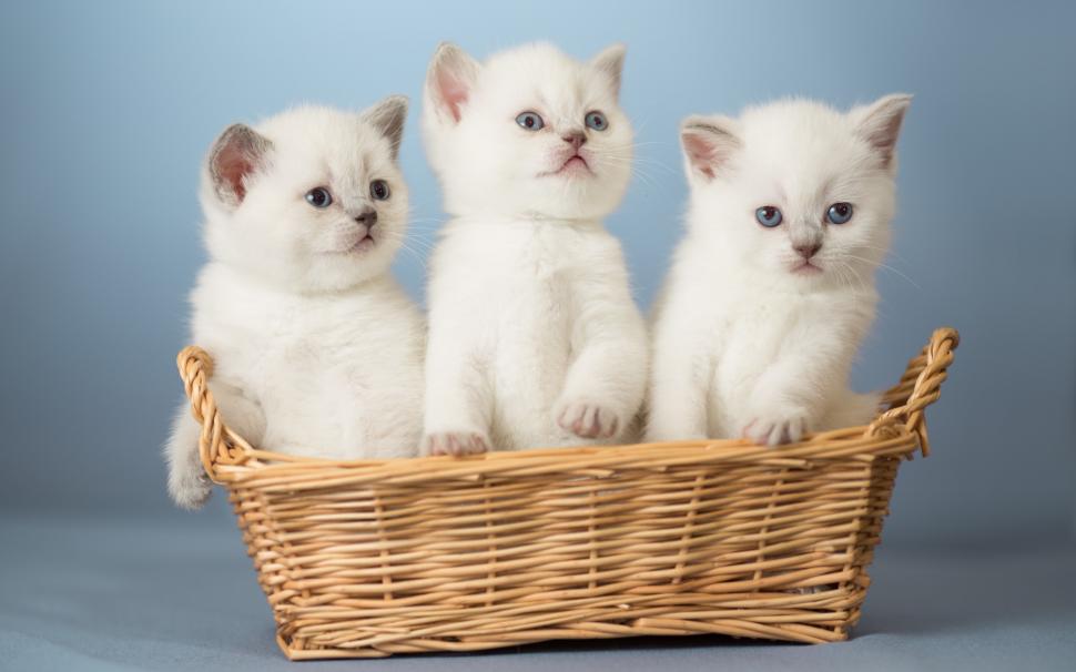 White Kittens wallpaper,kittens HD wallpaper,basket HD wallpaper,2880x1800 wallpaper