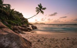 Beach, shore, palm trees, ocean, sunset wallpaper thumb