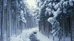 Snow Covered Forest Path wallpaper thumb
