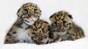 Three cute little tiger wallpaper thumb