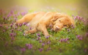 Brown color dog, lying grass, flowers wallpaper thumb