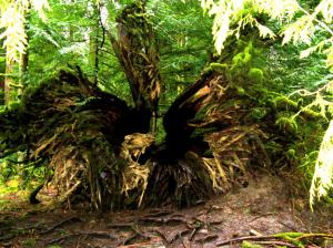 British Columbia - Vancouver Isl - Rainforest 5 wallpaper thumb