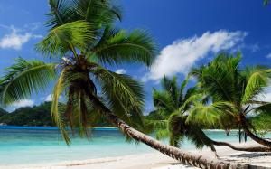 Coast, sea, sand, beach, palm trees wallpaper thumb