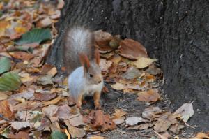 Squirrel in leaves wallpaper thumb