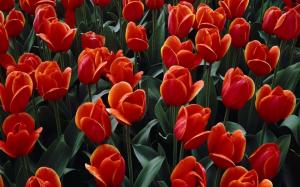 Blossomed tulips wallpaper thumb