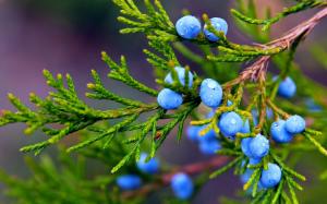 Autumn, nature, juniper, blue berries, water drops wallpaper thumb