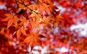 Maple Leaves wallpaper thumb