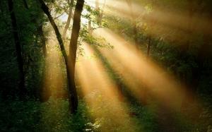 Forest trees, sun rays, nature landscape wallpaper thumb