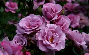 Sweet Roses For Caramelie wallpaper thumb