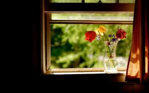 Nature Flowers Life Vase Glass Petals Colors Window Curtain Room Photography Water Sunlight Magazine wallpaper thumb