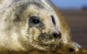 Seal cub wallpaper thumb