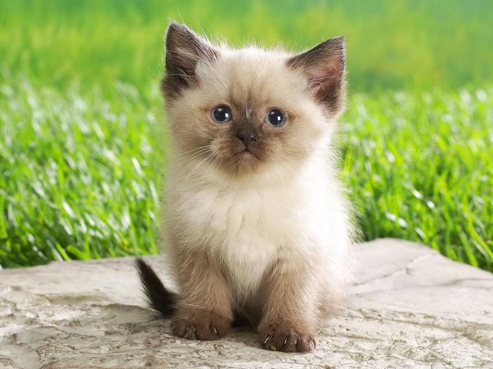 Cute Persian Kitty wallpaper | animals | Wallpaper Better