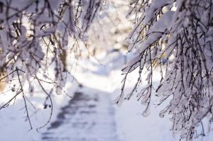 Winter Snow Branches Light Desktop Background Images wallpaper thumb