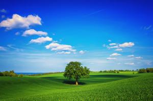 tree, field, plain, green, sky, lonely, day, summer wallpaper thumb