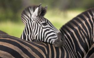 Africa zebra close-up wallpaper thumb