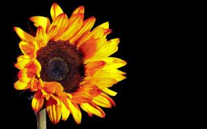 Sunflower photography, black background wallpaper thumb