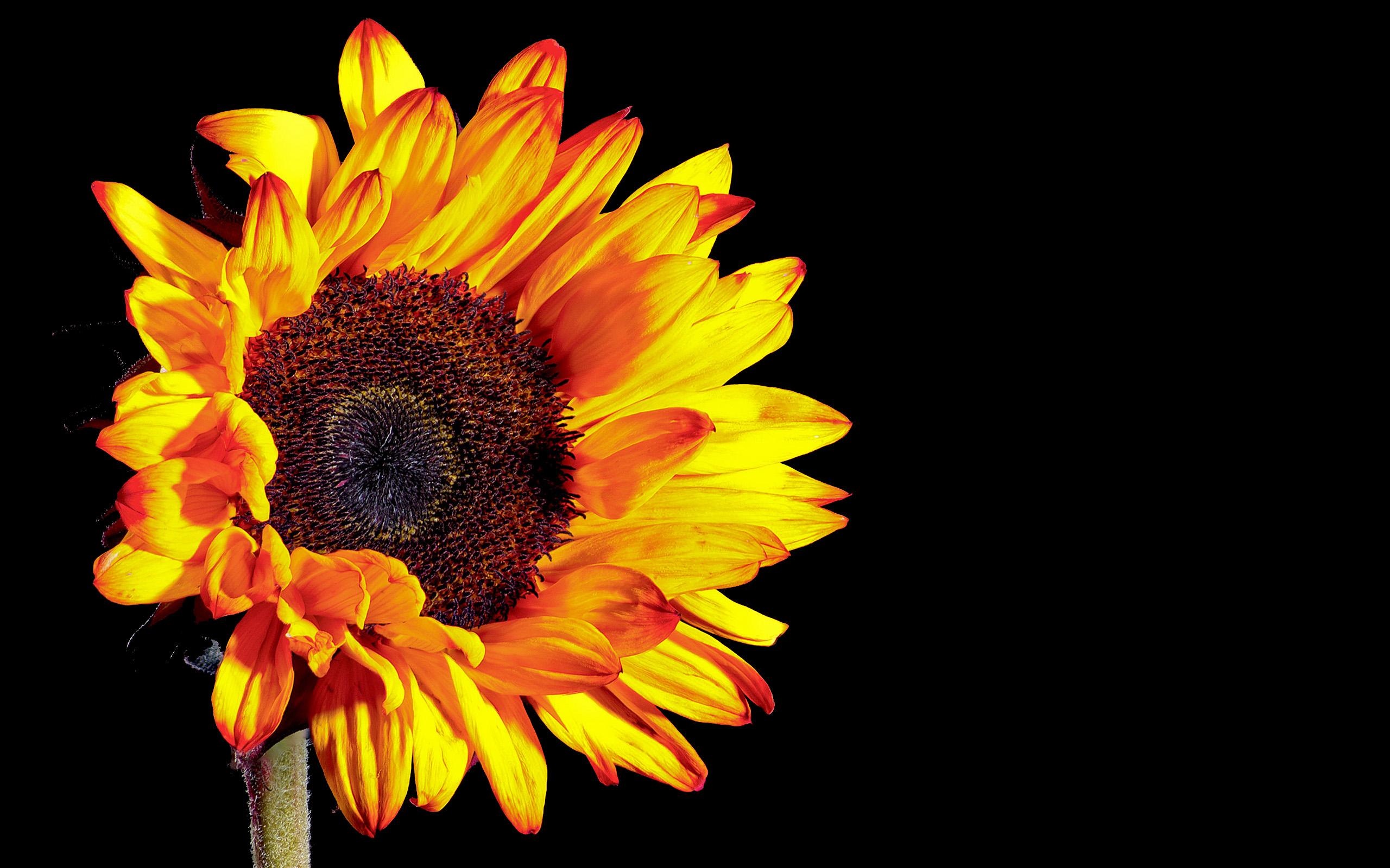 Sunflower photography, black background wallpaper | flowers | Wallpaper
