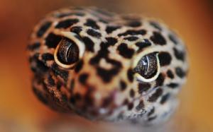 Gecko Lizard Macro HD wallpaper thumb