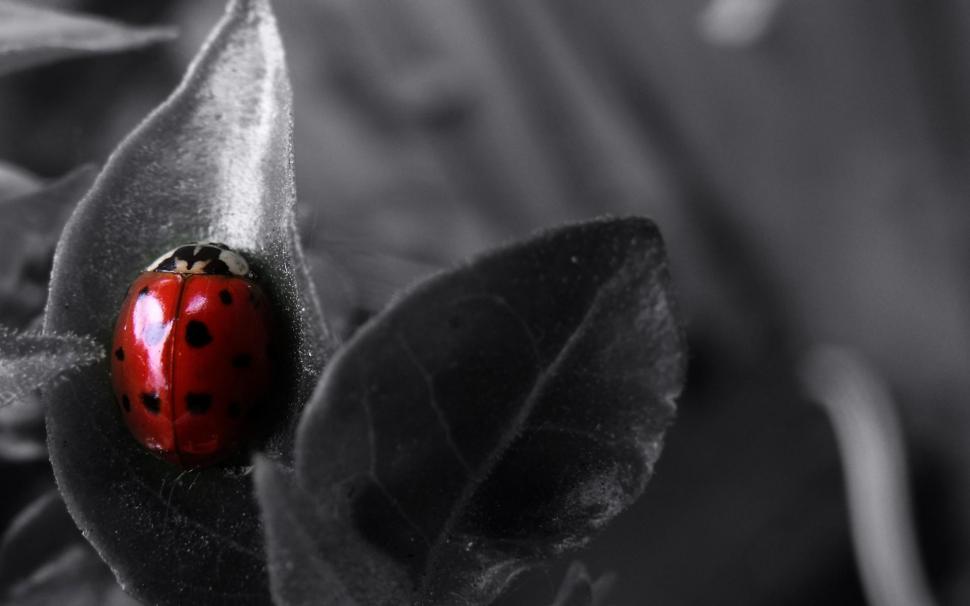 Bug Macro Selective Coloring Ladybirds wide Mobile wallpaper,insects HD wallpaper,coloring HD wallpaper,ladybirds HD wallpaper,macro HD wallpaper,mobile HD wallpaper,selective HD wallpaper,wallpaperswide HD wallpaper,1920x1200 wallpaper