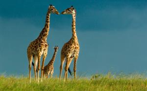 Giraffes, wildlife, sky, grass wallpaper thumb