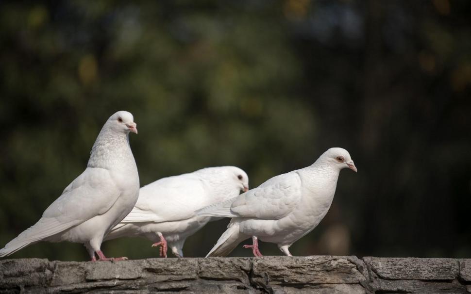 White Doves Birds wallpaper,white wallpaper,doves wallpaper,birds wallpaper,1680x1050 wallpaper