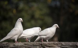 White Doves Birds wallpaper thumb