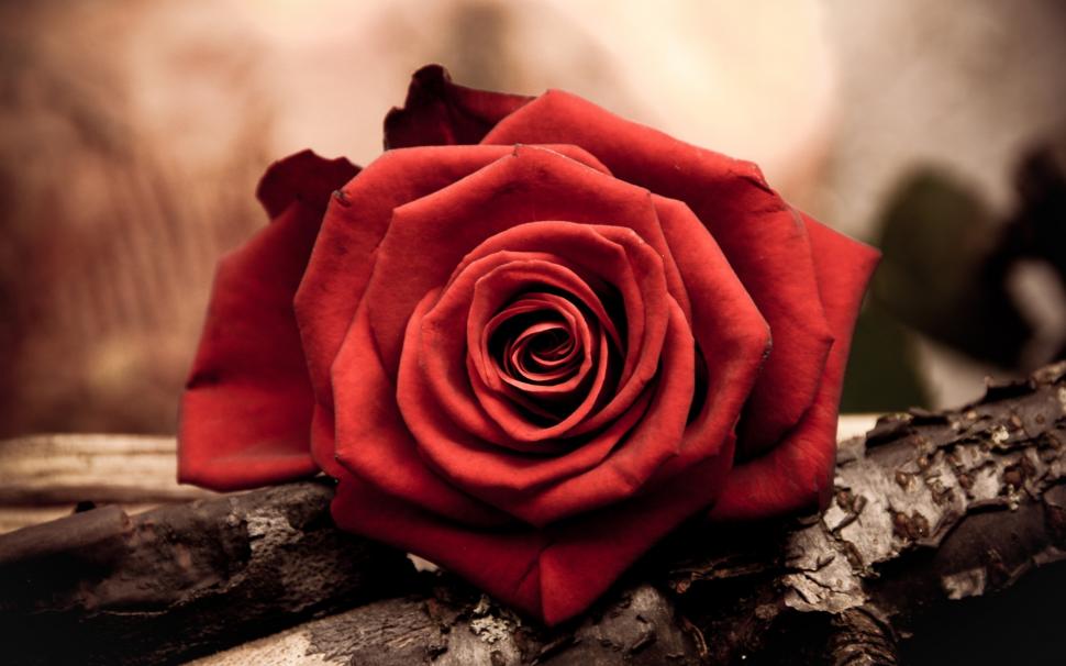 Close-up of a red rose flower wallpaper,Red HD wallpaper,Rose HD wallpaper,Flower HD wallpaper,2560x1600 wallpaper