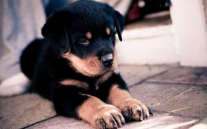 Cute Rottweiler Puppy wallpaper thumb